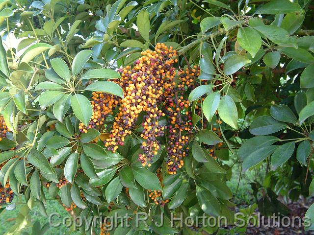 Dwarf umbrella (Schefflera arboricola)_2